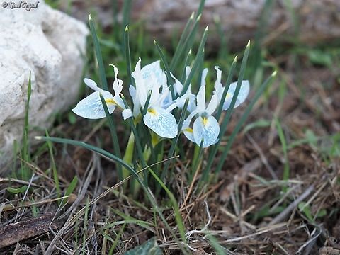 Iris vartanii  Geotagged,Iris vartanii,Israel,Vartan's Iris,Winter