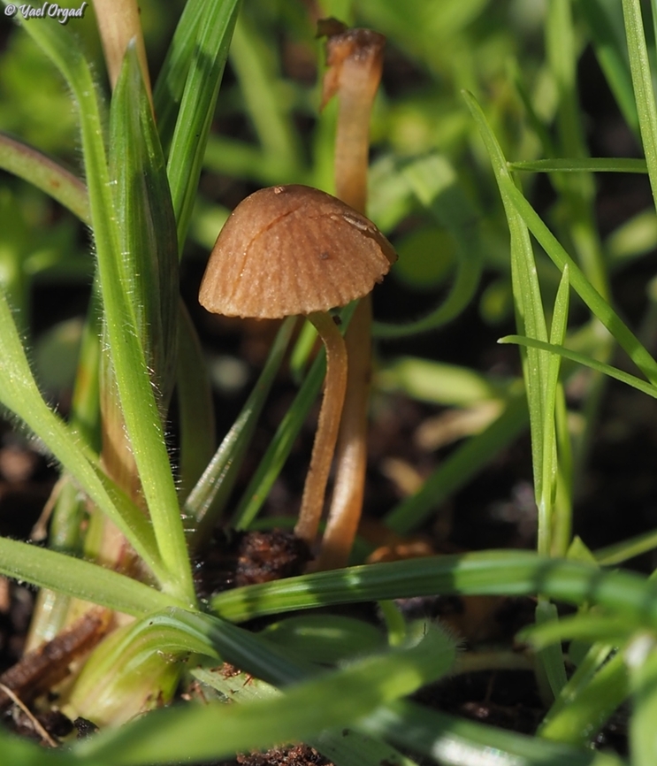 Conocybe brunneola  Brownish Conecap,Conocybe brunneola,Geotagged,Israel,Winter