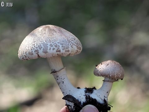 Macrolepiota excoriata  Geotagged,Israel,Macrolepiota excoriata,Winter