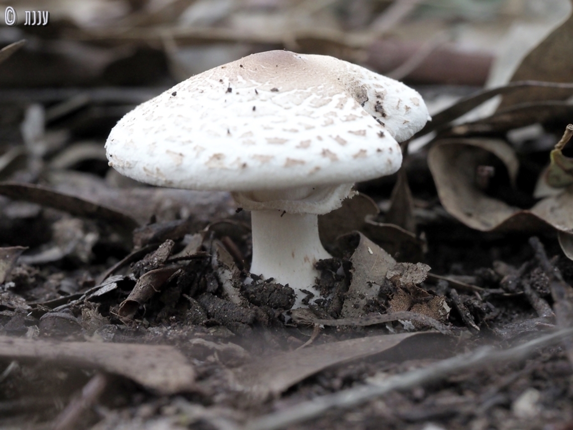 Macrolepiota excoriata  Geotagged,Israel,Macrolepiota excoriata,Winter
