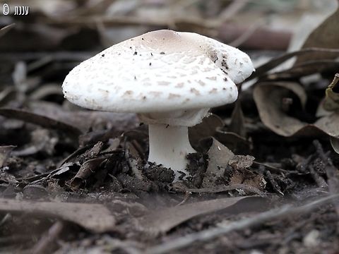 Macrolepiota excoriata  Geotagged,Israel,Macrolepiota excoriata,Winter