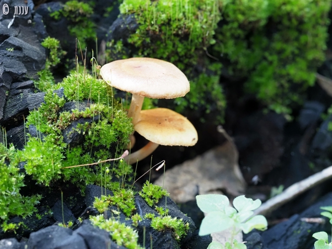Gymnopilus penetrans  Geotagged,Gymnopilus sapineus,Israel,Scaly Rustgill,Winter