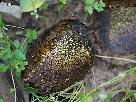 Pisolithus arrhizus  Dyeball,Geotagged,Israel,Pisolithus arhizus,Winter