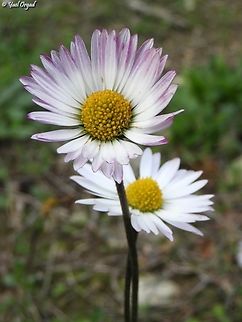 Bellis sylvestris  Bellis sylvestris,Geotagged,Israel,Southern Daisy,Winter