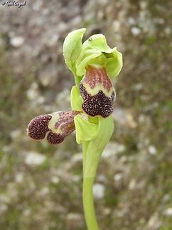Ophrys israelitica also known as Ophrys omegafeira ssp. israelitica Geotagged,Israel,Ophrys israelitica,Winter