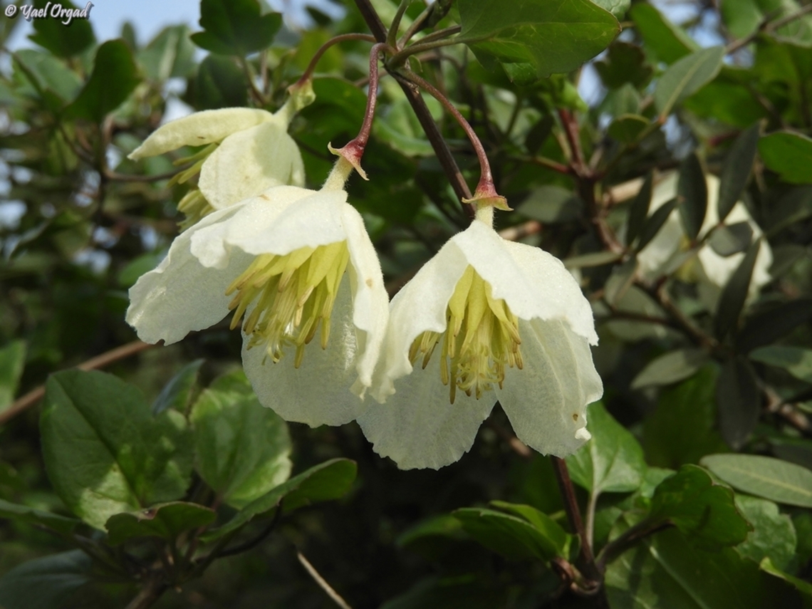 Clematis cirrhosa  Clematis cirrhosa,Early Virgin's-Bower,Geotagged,Israel,Winter