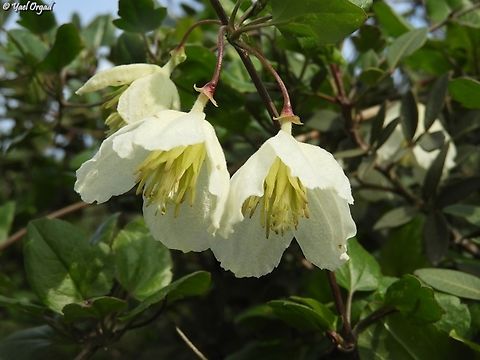 Clematis cirrhosa  Clematis cirrhosa,Early Virgin's-Bower,Geotagged,Israel,Winter
