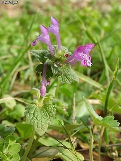 Lamium amplexicaule  Geotagged,Henbit Deadnettle,Israel,Lamium amplexicaule,Winter