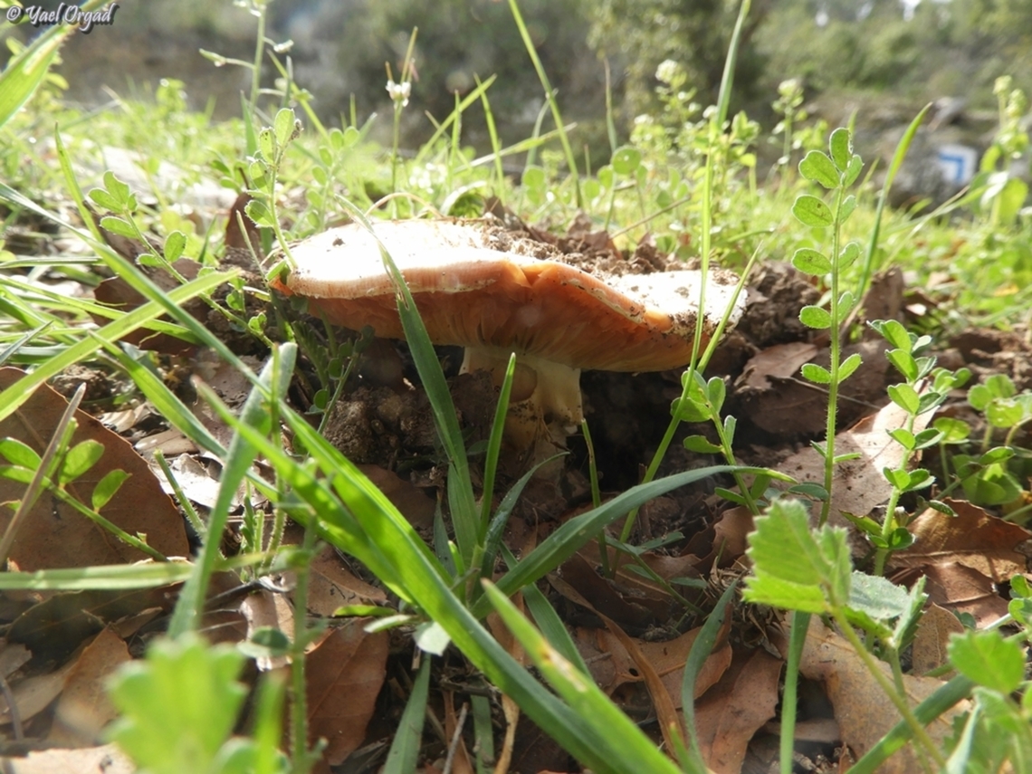 Amanita echinocephala considered poisonous mushroom Amanita echinocephala,Geotagged,Israel,Winter