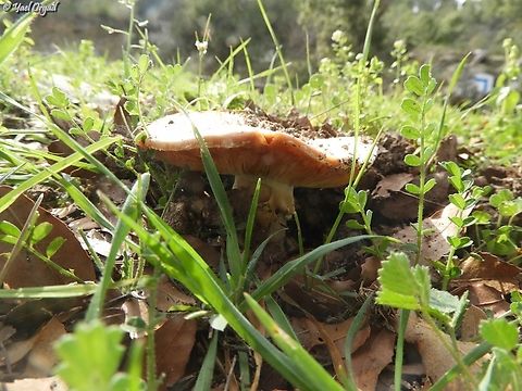 Amanita echinocephala considered poisonous mushroom Amanita echinocephala,Geotagged,Israel,Winter