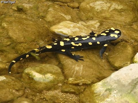 Salamandra infraimmaculata  Geotagged,Israel,Near Eastern fire salamander,Salamandra infraimmaculata,Winter