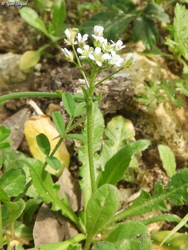 Capsella bursa-pastoris  Capsella bursa-pastoris,Geotagged,Israel,Shepherds Purse,Winter
