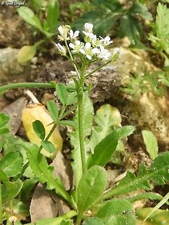 Capsella bursa-pastoris  Capsella bursa-pastoris,Geotagged,Israel,Shepherds Purse,Winter
