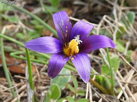Romulea phoenicia Romulea phoenicia is now actually united with Romulea tempskyana, and this is the official name now.  Geotagged,Israel,Romulea phoenicia,Romulea tempskyana,Winter