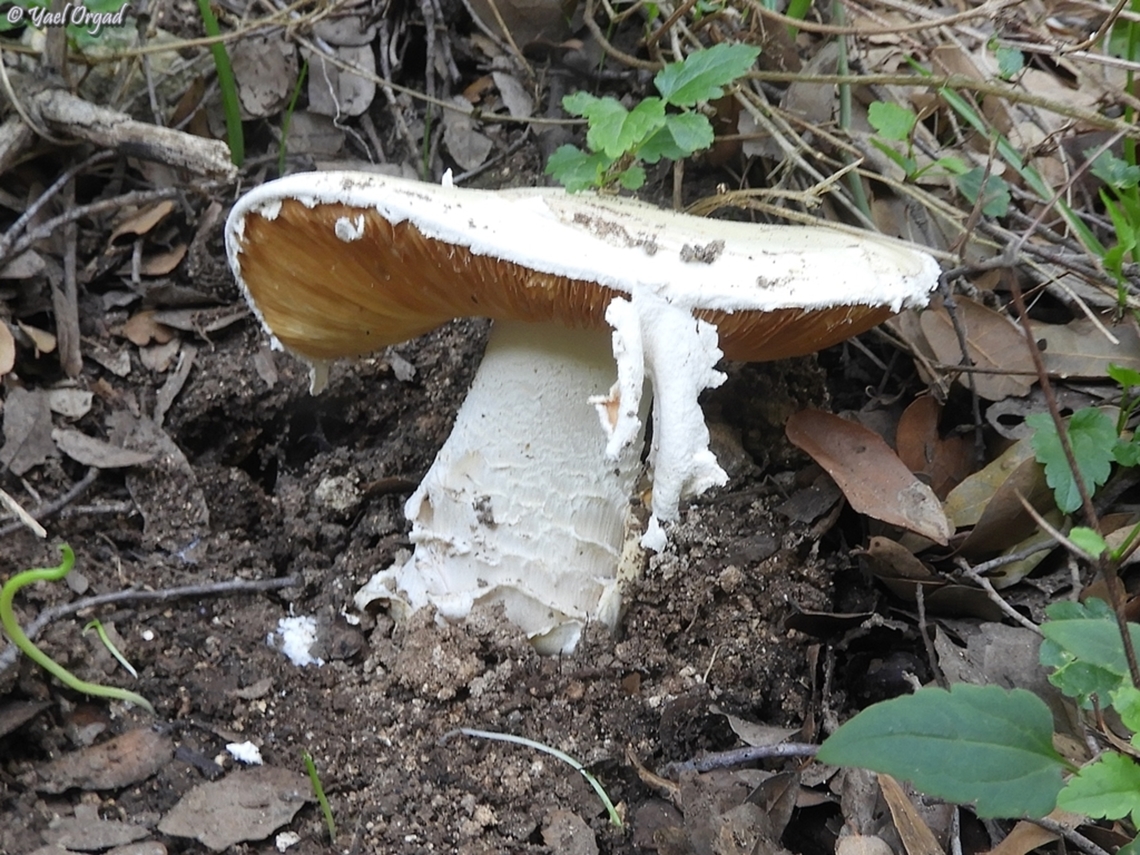 Amanita ovoidea  Amanita ovoidea,Bearded Amanita,Geotagged,Israel,Winter