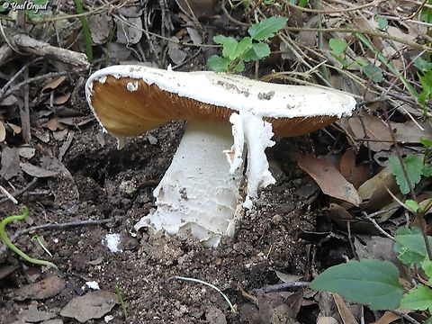 Amanita ovoidea  Amanita ovoidea,Bearded Amanita,Geotagged,Israel,Winter