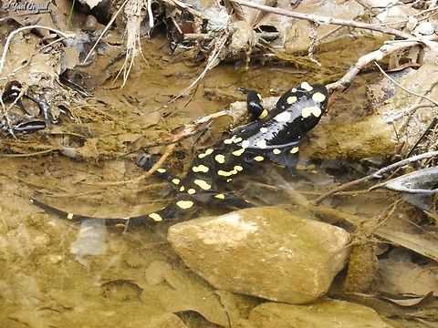 Salamandra infraimmaculata  Geotagged,Israel,Near Eastern fire salamander,Salamandra infraimmaculata,Winter
