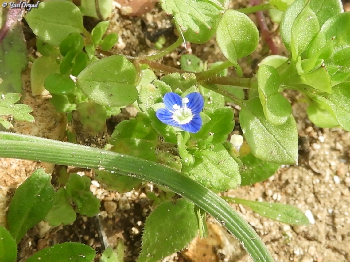 Veronica polita  Geotagged,Grey Field-speedwell,Israel,Veronica polita,Winter