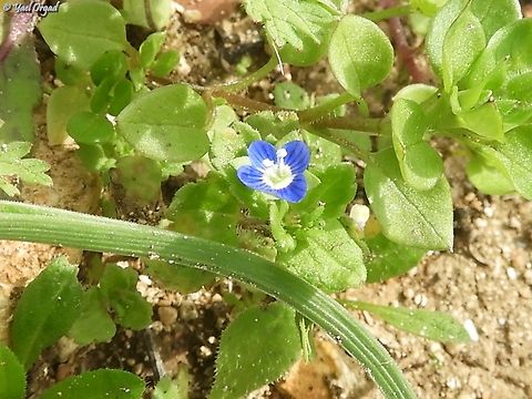 Veronica polita  Geotagged,Grey Field-speedwell,Israel,Veronica polita,Winter