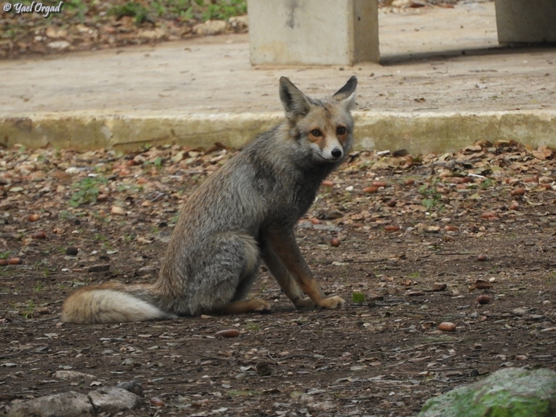 Vulpes vulpes  Geotagged,Israel,Red Fox,Vulpes vulpes,Winter