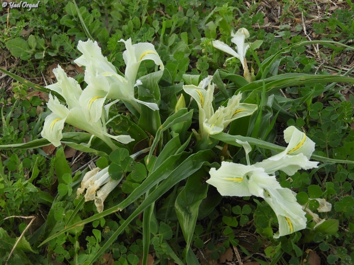 Iris palaestina  Geotagged,Iris palaestina,Israel,Palestine Iris,Winter