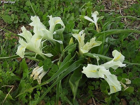 Iris palaestina  Geotagged,Iris palaestina,Israel,Palestine Iris,Winter