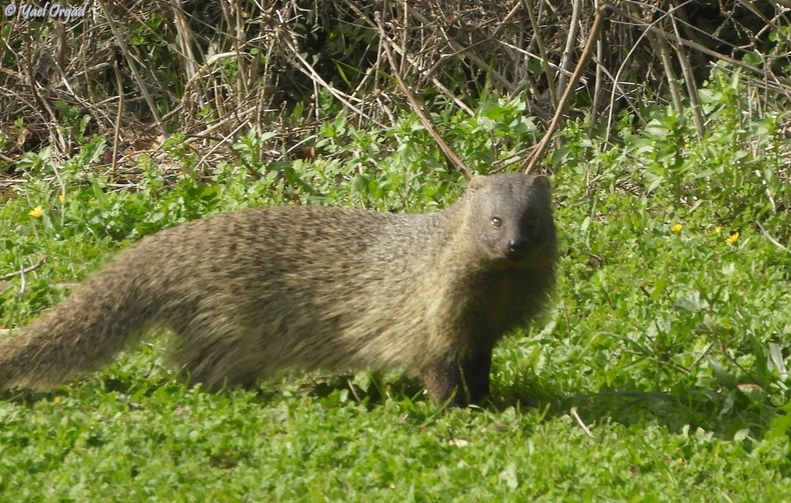 Herpestes ichneumon  Egyptian mongoose,Geotagged,Herpestes ichneumon,Israel,Winter