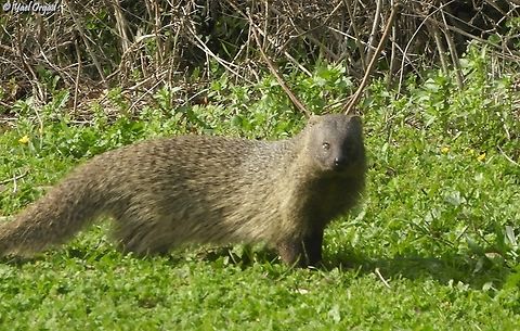 Herpestes ichneumon  Egyptian mongoose,Geotagged,Herpestes ichneumon,Israel,Winter