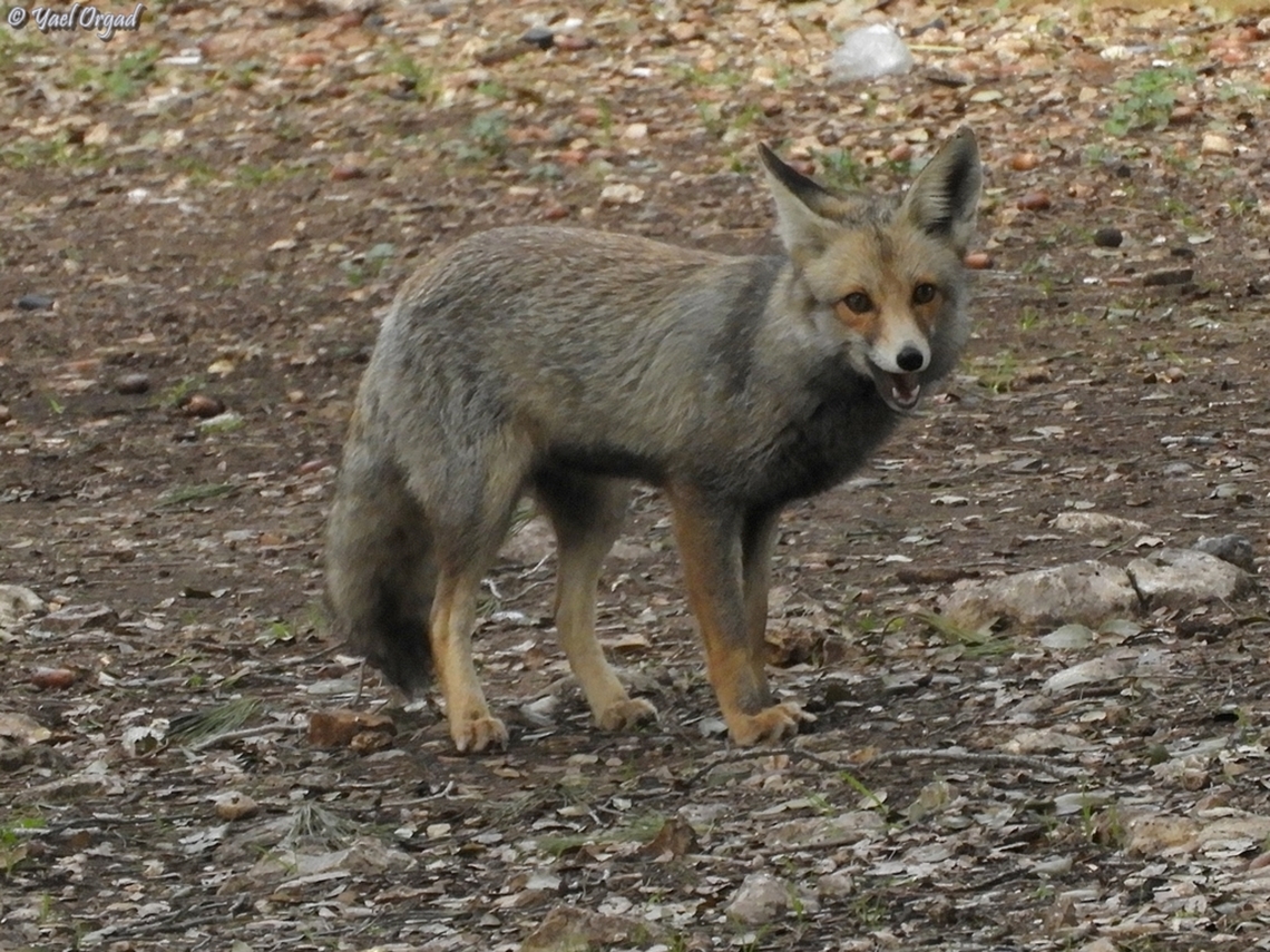 Vulpes vulpes  Geotagged,Israel,Red Fox,Vulpes vulpes,Winter
