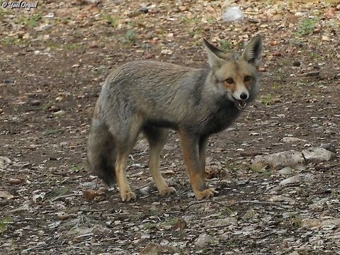 Vulpes vulpes  Geotagged,Israel,Red Fox,Vulpes vulpes,Winter