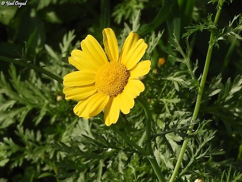 Glebionis coronaria usually, The Glebionis coronaria starts blooming at the middle of March through April. 
this year was hot, and there was hardly any rain - so we found several Glebionis coronaria already in bloom, in mid-January.  Garland Chrysanthemum,Geotagged,Glebionis coronaria,Israel,Winter