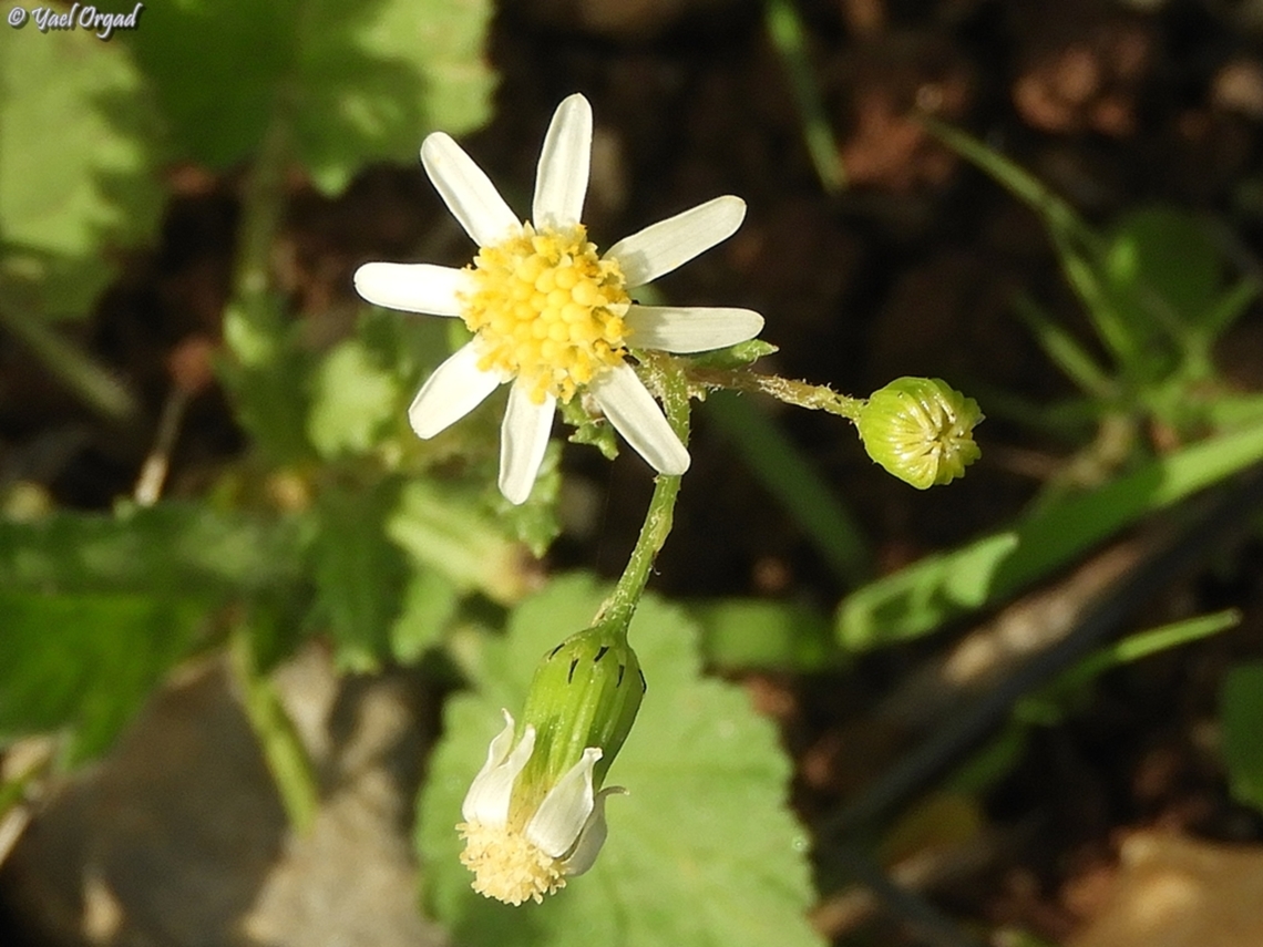 Senecio vernalis this one is with pygmentation issues - half white.  Geotagged,Israel,Senecio vernalis,Winter