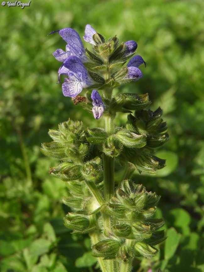 Salvia verbenaca  Geotagged,Israel,Salvia verbenaca,Wild Clary,Winter