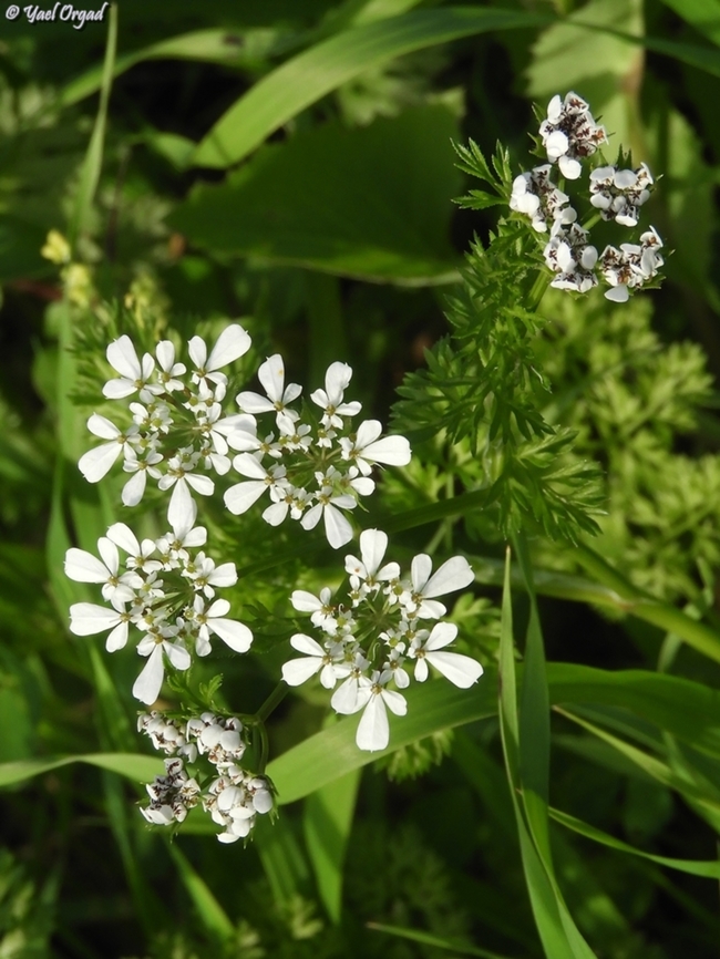 Scandix verna  Geotagged,Israel,Scandix verna,Winter