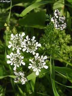 Scandix verna  Geotagged,Israel,Scandix verna,Winter