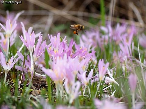 honeybee over Colchicums Apis mellifera in a field of Colchicum stevenii Apis mellifera,Colchicum stevenii,Fall,Geotagged,Israel,Western honey bee