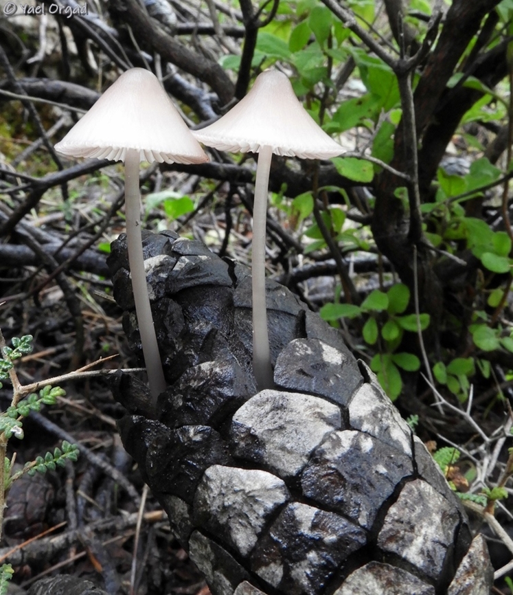 Mycena seynii  Fall,Geotagged,Israel,Mycena seynii