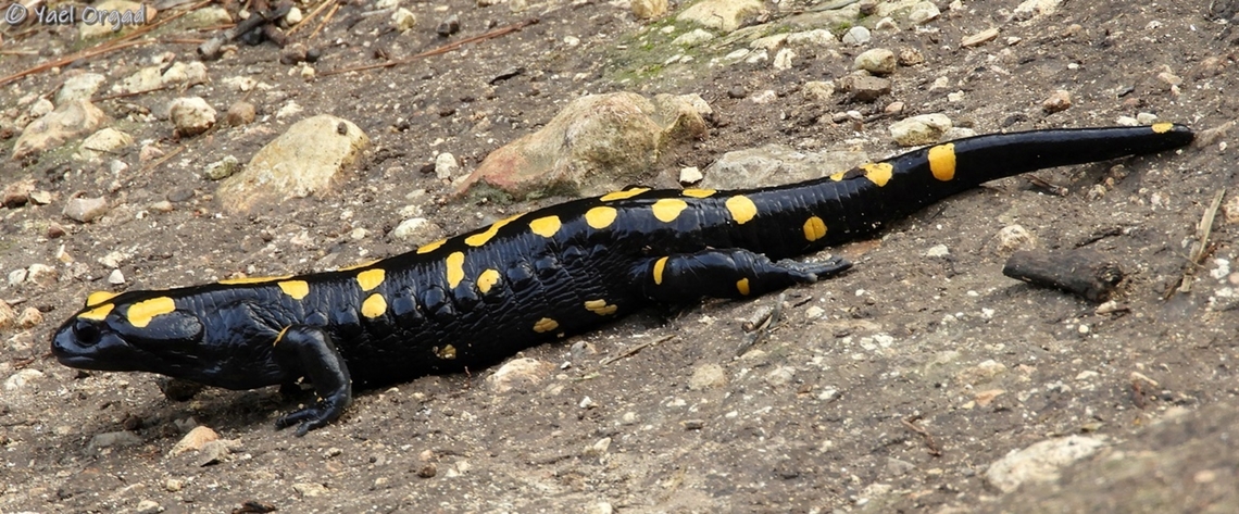 Salamandra infraimmaculata  Fall,Geotagged,Israel,Near Eastern fire salamander,Salamandra infraimmaculata