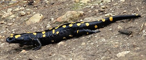 Salamandra infraimmaculata  Fall,Geotagged,Israel,Near Eastern fire salamander,Salamandra infraimmaculata