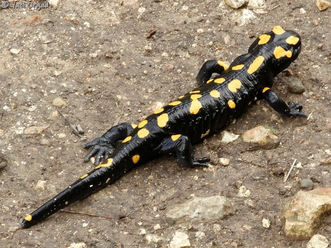 Salamandra infraimmaculata  Fall,Geotagged,Israel,Near Eastern fire salamander,Salamandra infraimmaculata
