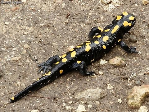 Salamandra infraimmaculata  Fall,Geotagged,Israel,Near Eastern fire salamander,Salamandra infraimmaculata