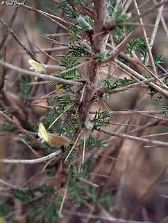 Astragalus spinosus  Astragalus spinosus,Geotagged,Israel,Winter