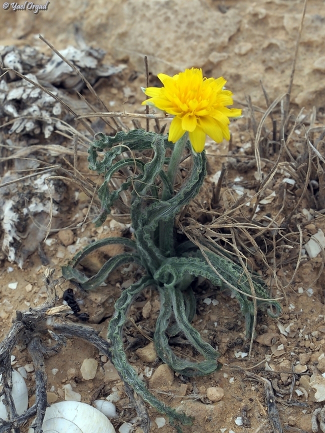 Gelasia psychrophila  Gelasia psychrophila,Geotagged,Israel,Winter