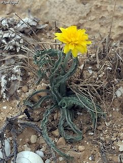 Gelasia psychrophila  Gelasia psychrophila,Geotagged,Israel,Winter