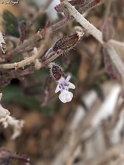Salvia aegyptiaca  Egyptian Sage,Geotagged,Israel,Salvia aegyptiaca,Winter