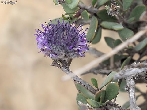 Globularia arabica  Arabian Globularia,Geotagged,Globularia arabica,Israel,Winter