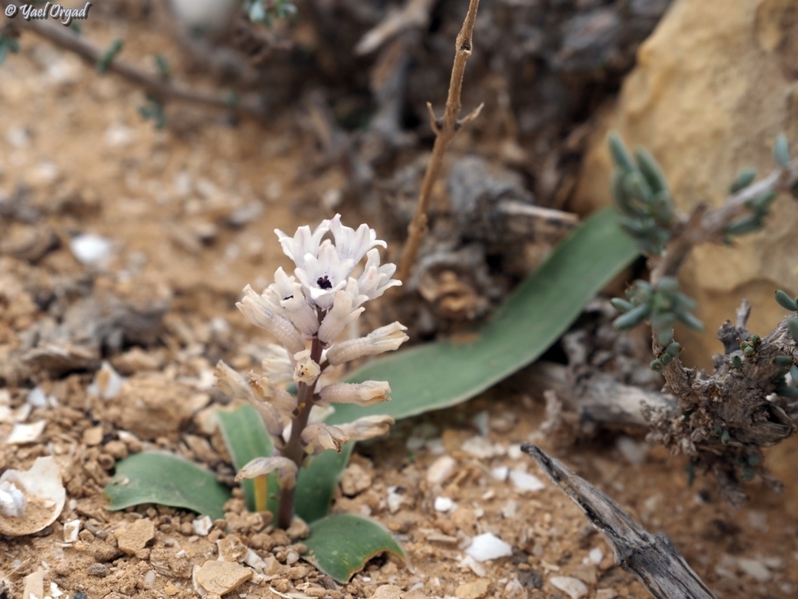 Bellevalia desertorum  Bellevalia desertorum,Geotagged,Israel,Winter