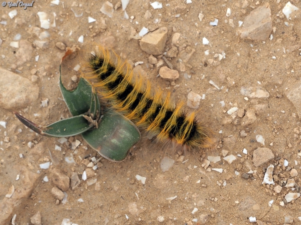 Acronicta aceris  Acronicta aceris,Geotagged,Israel,The Sycamore,Winter