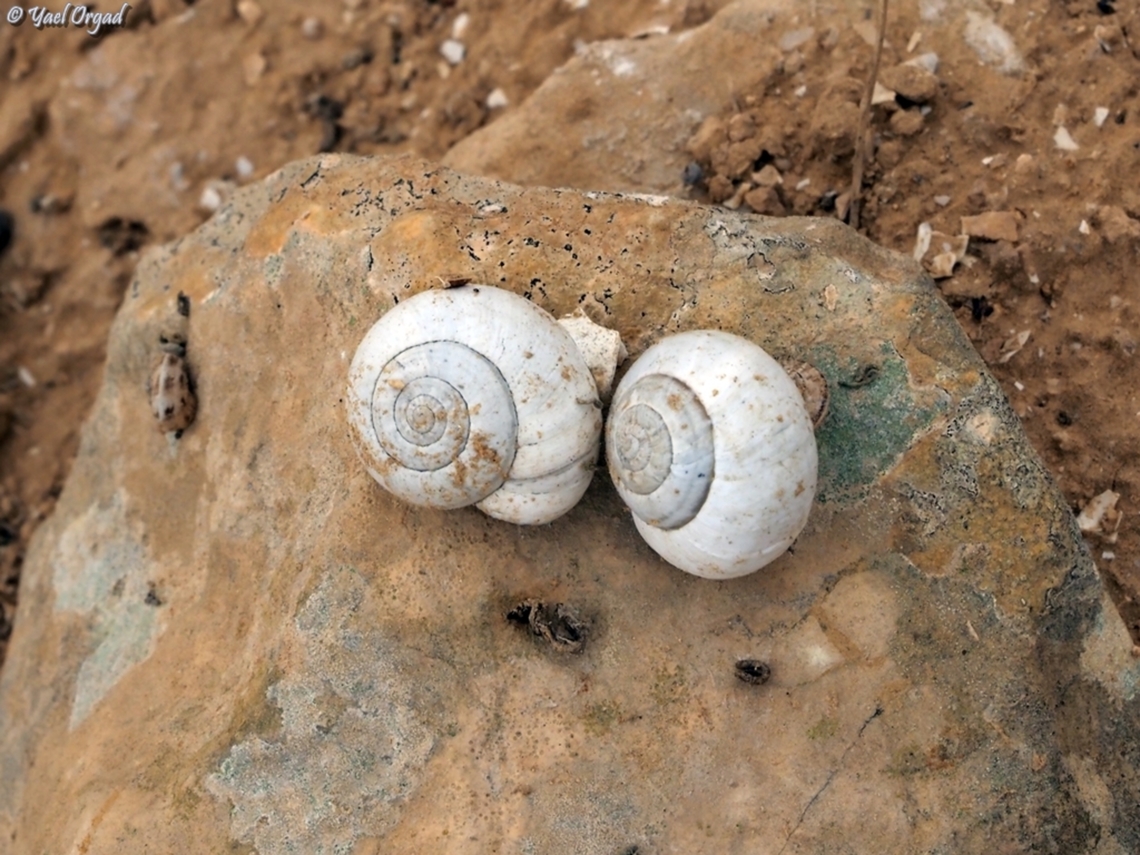 Xerocrassa seetzeni  Geotagged,Israel,Sphincterochila prophetarum,Winter,Xerocrassa seetzeni