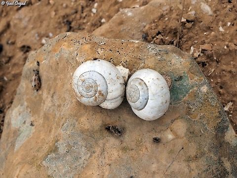 Xerocrassa seetzeni  Geotagged,Israel,Sphincterochila prophetarum,Winter,Xerocrassa seetzeni